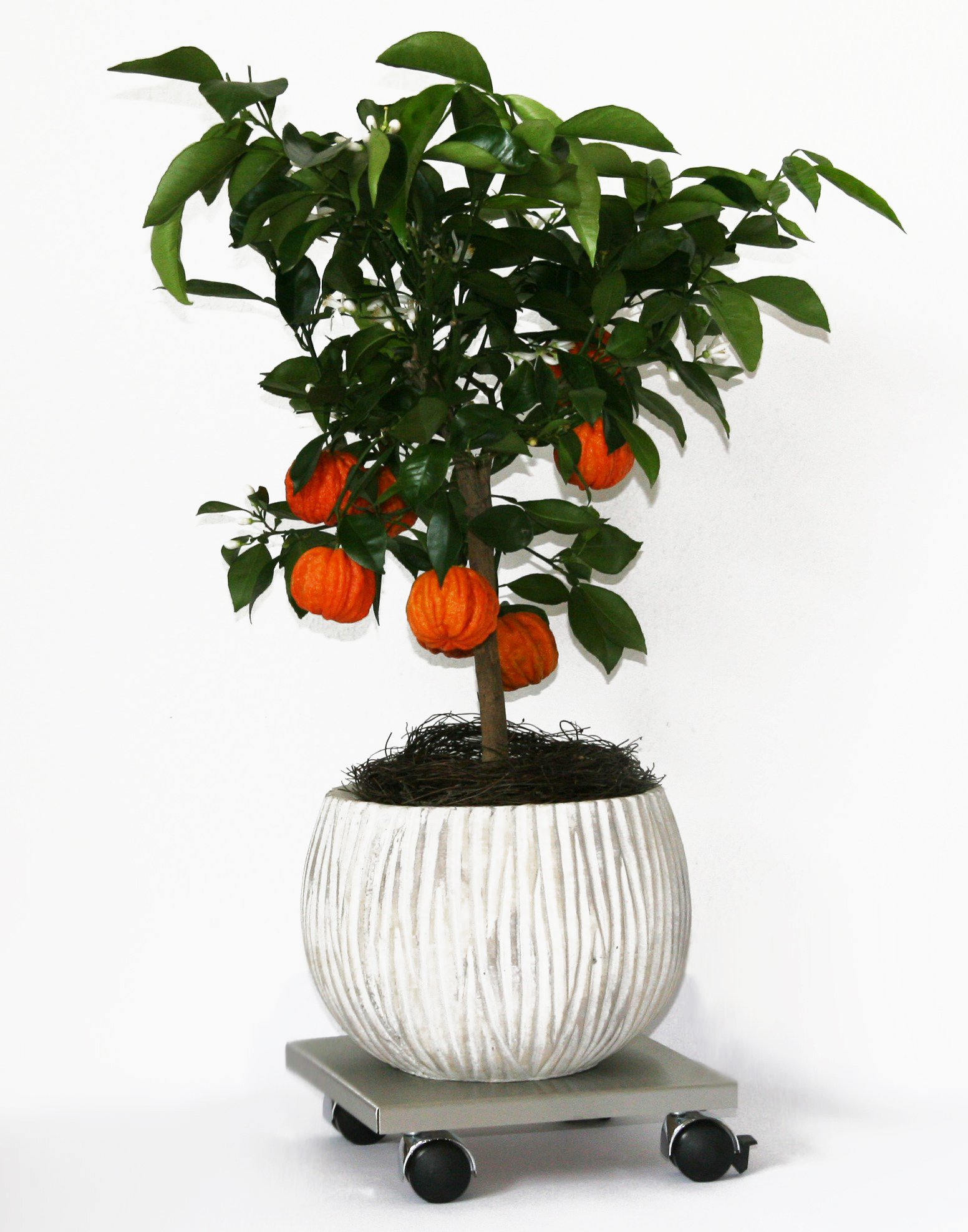 Rollbrett Pflanzenroller 30x30cm Edelstahl 120kg Chromrollen + Bremse SZAGATO Made in Germany Blumenuntersetzer Möbelroller Outdoor Blumenroller